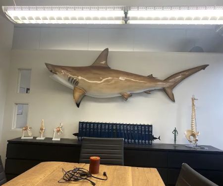 Sharks At Law