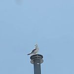 Ryan, Ryan & Viglione