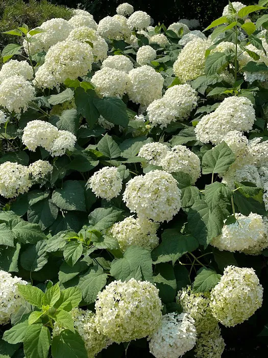 Hortensia PLLC Picture 2