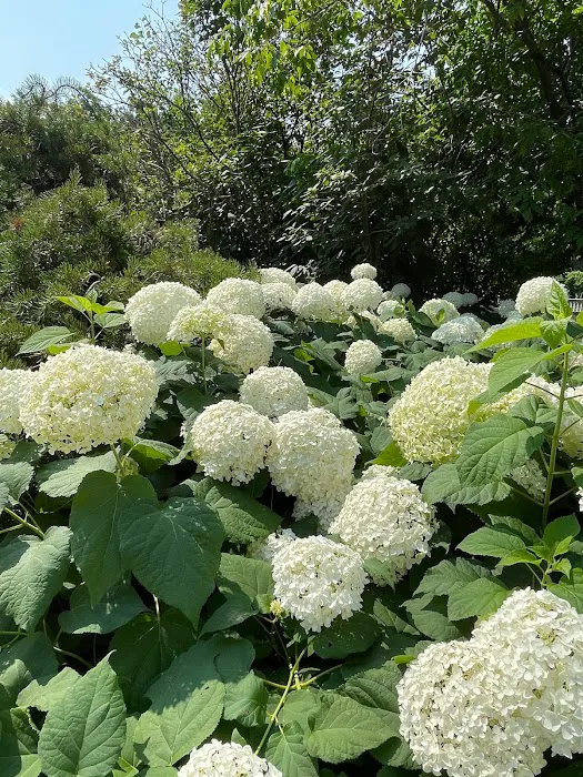 Hortensia PLLC Picture 1