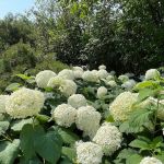 Hortensia PLLC
