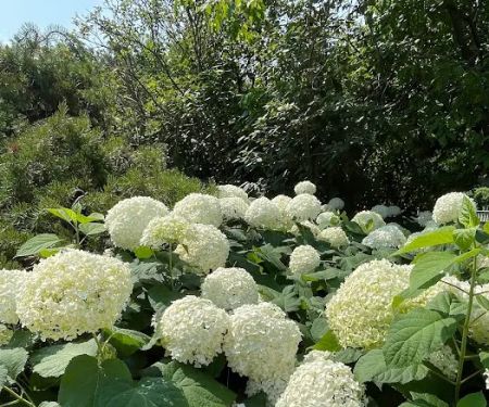 Hortensia PLLC