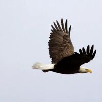 Gallagher Criminal Defense ico