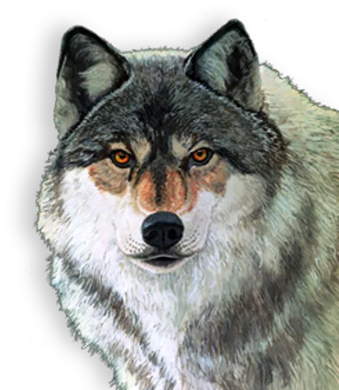 Wolf & Associates, P.C. Picture 1