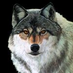 Wolf & Associates, P.C.