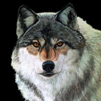 Wolf & Associates, P.C. ico