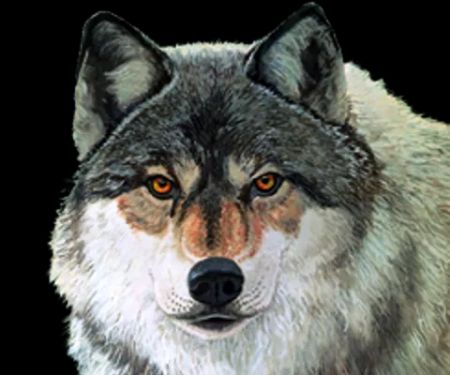 Wolf & Associates, P.C.