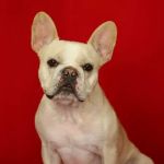 Amaral & Associates, P.C.