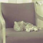 Anthony J Sineni Law Offices