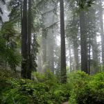 James J. Raffa, PLLC Attorney at Law