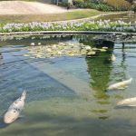 Law Offices of Lisa S. Golshani, APLC