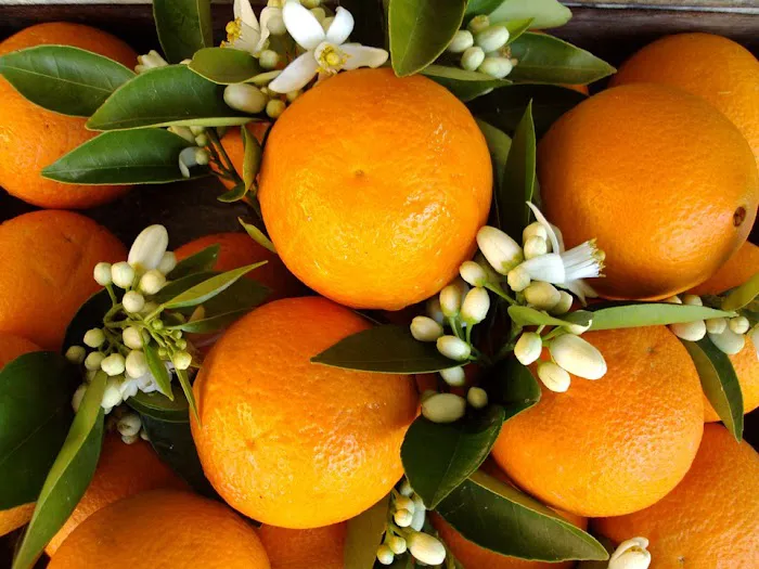 Orange Blossom Law Picture 3
