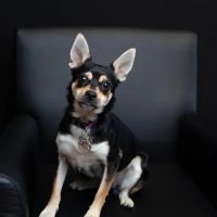 Einstein & Gibson LLC. ico