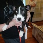 Georgia, Wills, Trusts, and Probate Firm, LLC