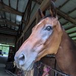 A. Leigh Baier, P.C.