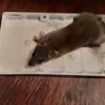 The Brinton Firm, P.C.