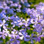 Bryant Estate Planning & Elder Law