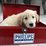 Phillips Law Group - Injury Lawyers