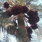 Marzano Lawyers PLLC