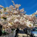 Law Office of Simon Goldenberg, PLLC