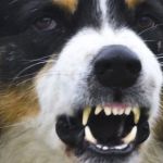 The Popick Law Firm PC