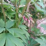 Mary Beth Reinecker Esquire