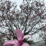 The Law Office Of Vance A. Funk, PH