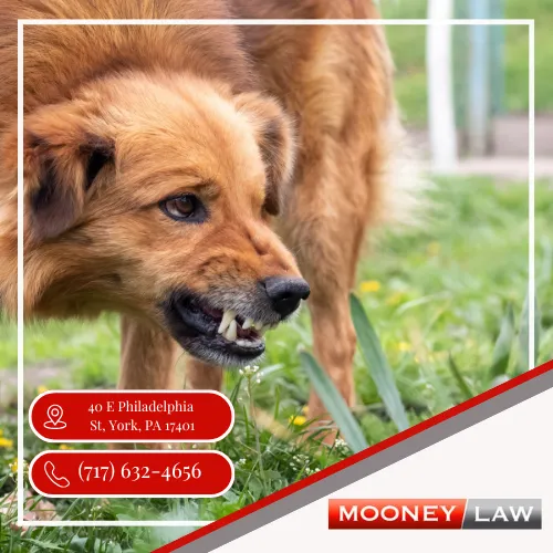 Mooney Law Picture 4