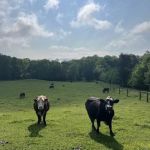 Sirody Bankruptcy Center