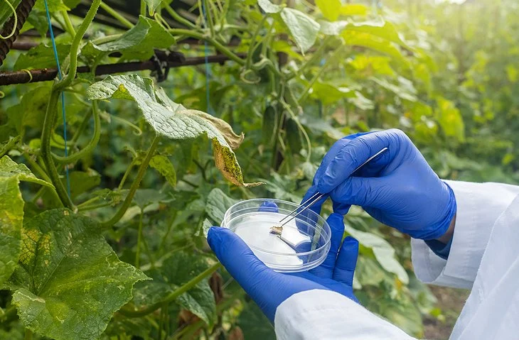 What to Know Legally About U.S. Laws Governing Gene Editing in Agriculture