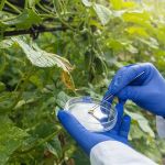 What to Know Legally About U.S. Laws Governing Gene Editing in Agriculture