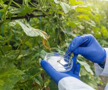 What to Know Legally About U.S. Laws Governing Gene Editing in Agriculture