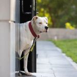 What to Know Legally About Dog Bites: Liability, Insurance & Your Rights