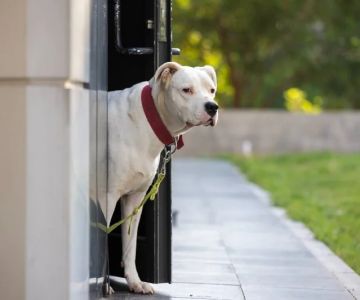 What to Know Legally About Dog Bites: Liability, Insurance & Your Rights